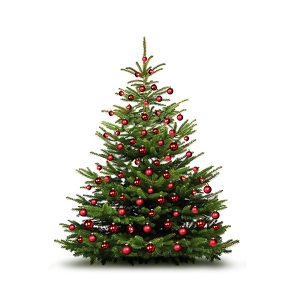 Office tree