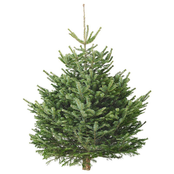 Nordmann Fir