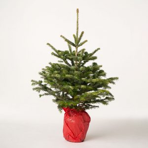 Nordmann Fir in pot