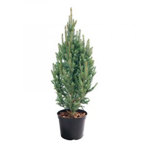 Blue spruce in pot (80-110 cm)