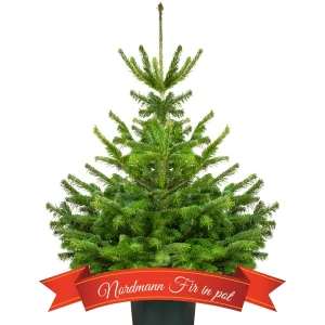 Christmas tree home delivery (Stockholm) - Image 3