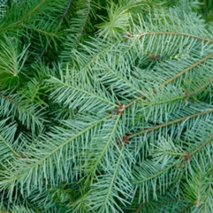 Bundle Branches – Douglas fir 5 kg